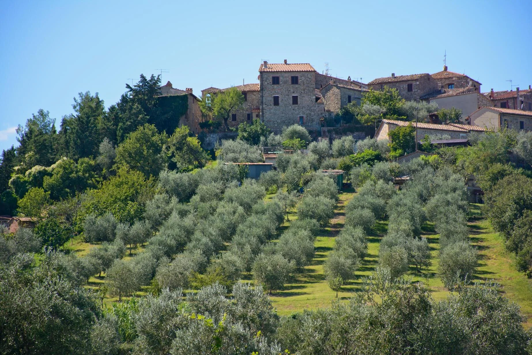 Village of Contignano behind Giuseppe’s olive orchard. Oh I’m seeing so many painterly views!