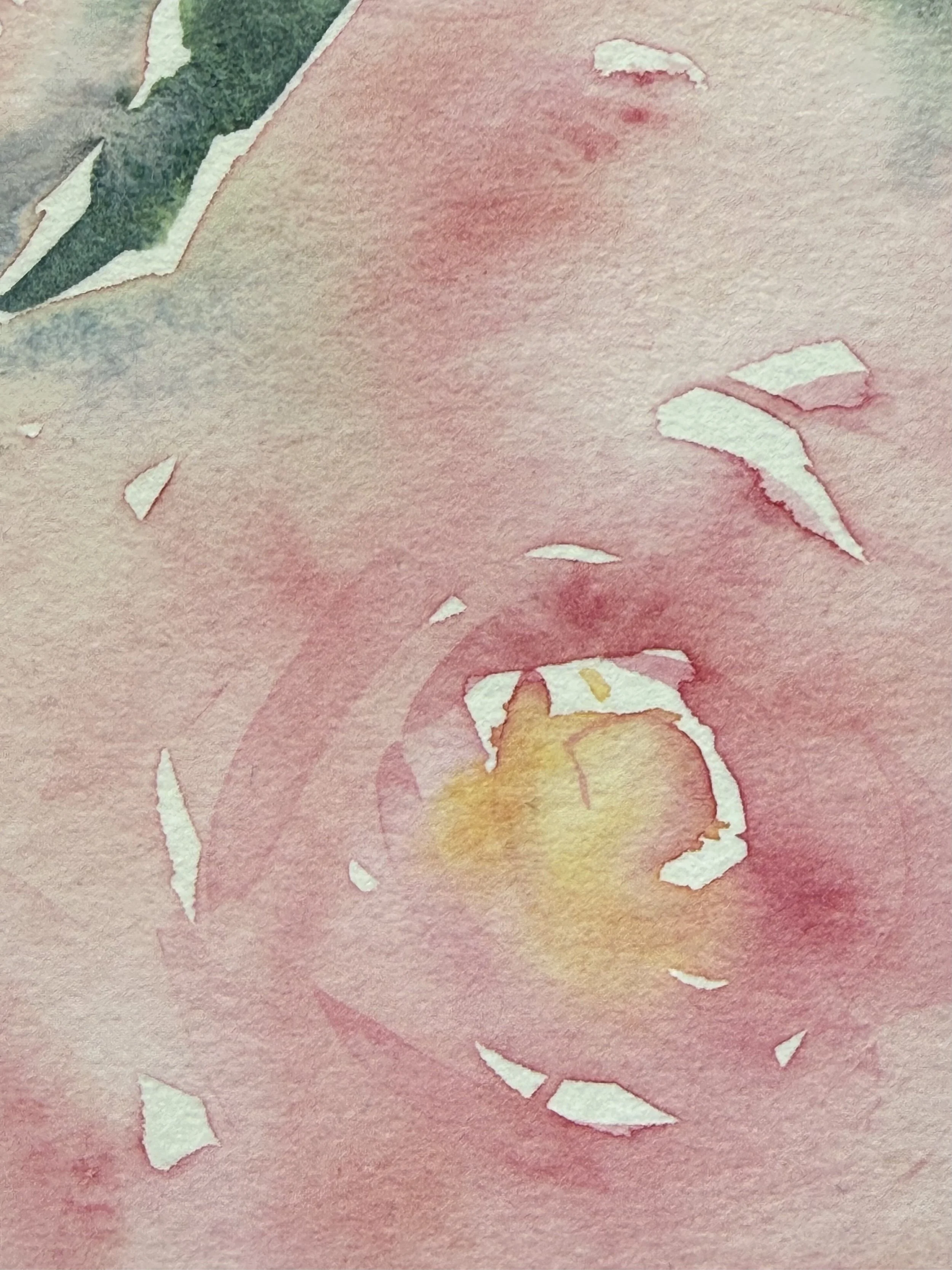 Intricate Passages - A new floral collection, Roses and more