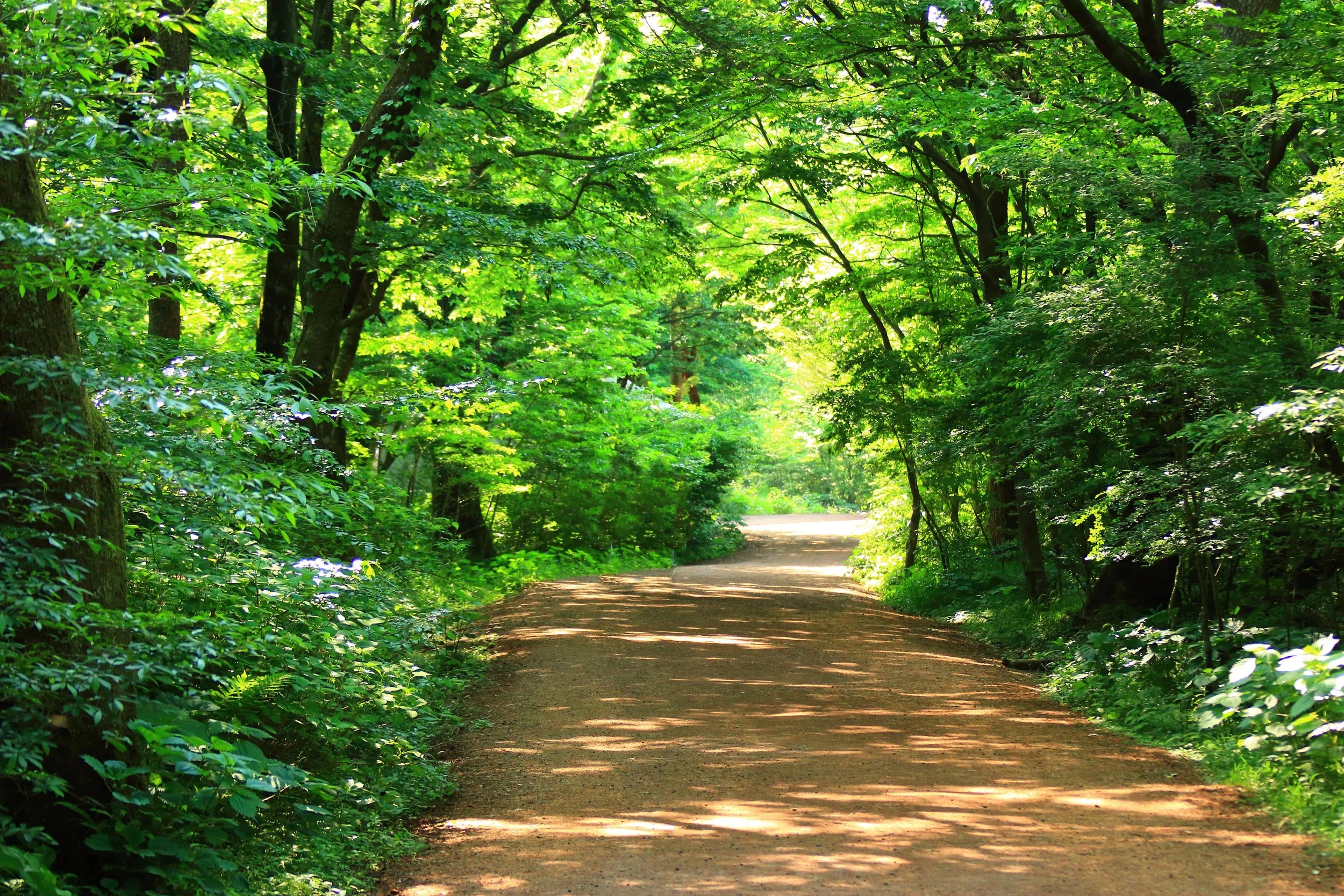 Forest Bathing @ Anoka Nature Preserve