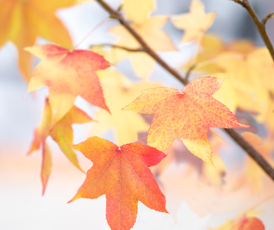 Fall Equinox Yoga + Yoga Nidra