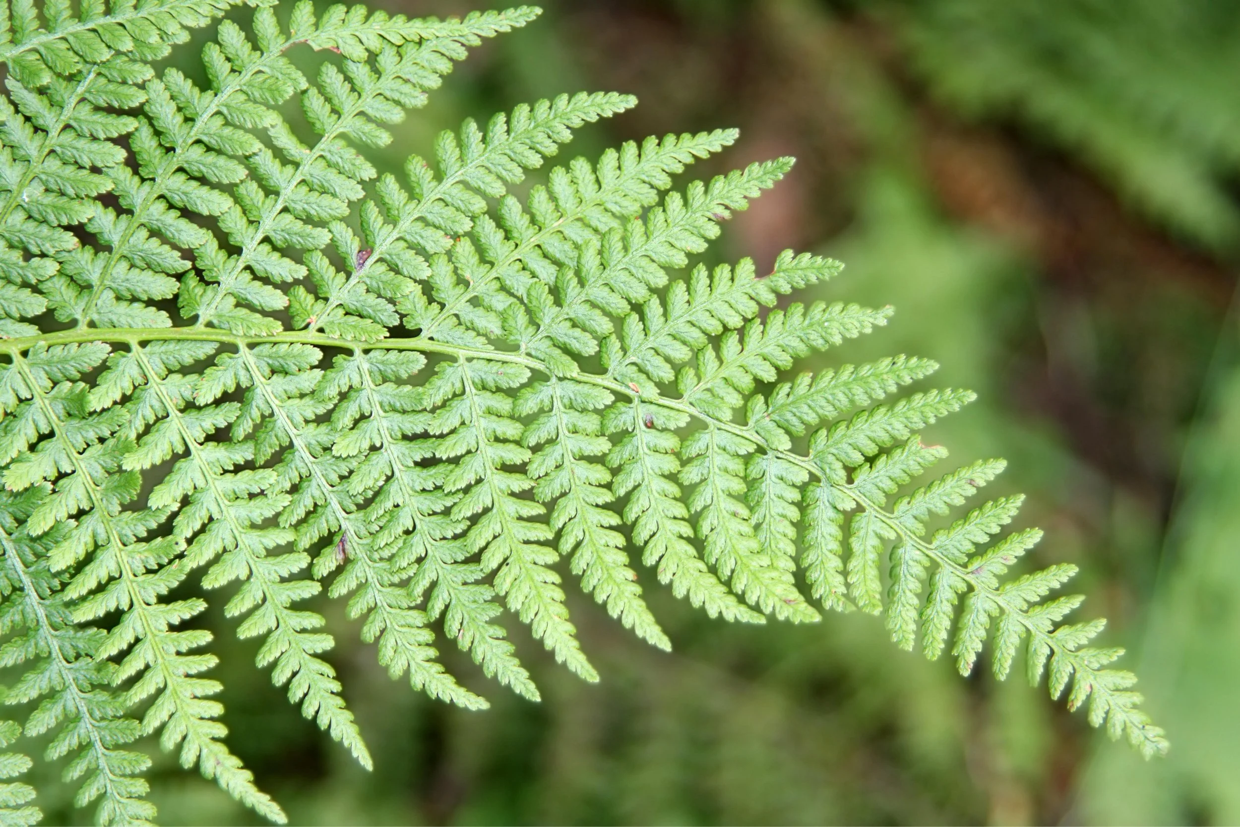Forest Bathing @ Henry's Woods Park