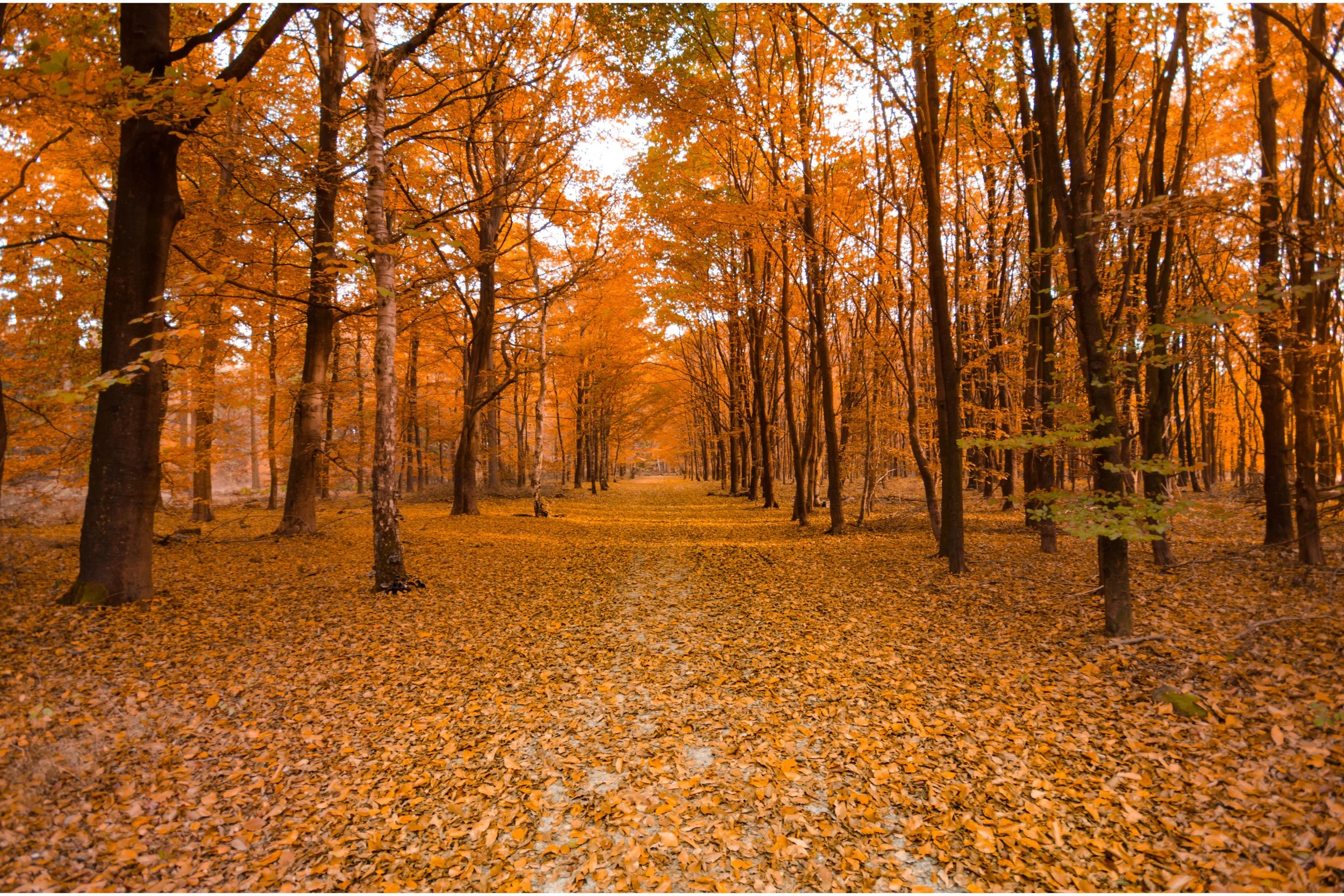 Fall Forest Bathing @ Henry's Woods Park