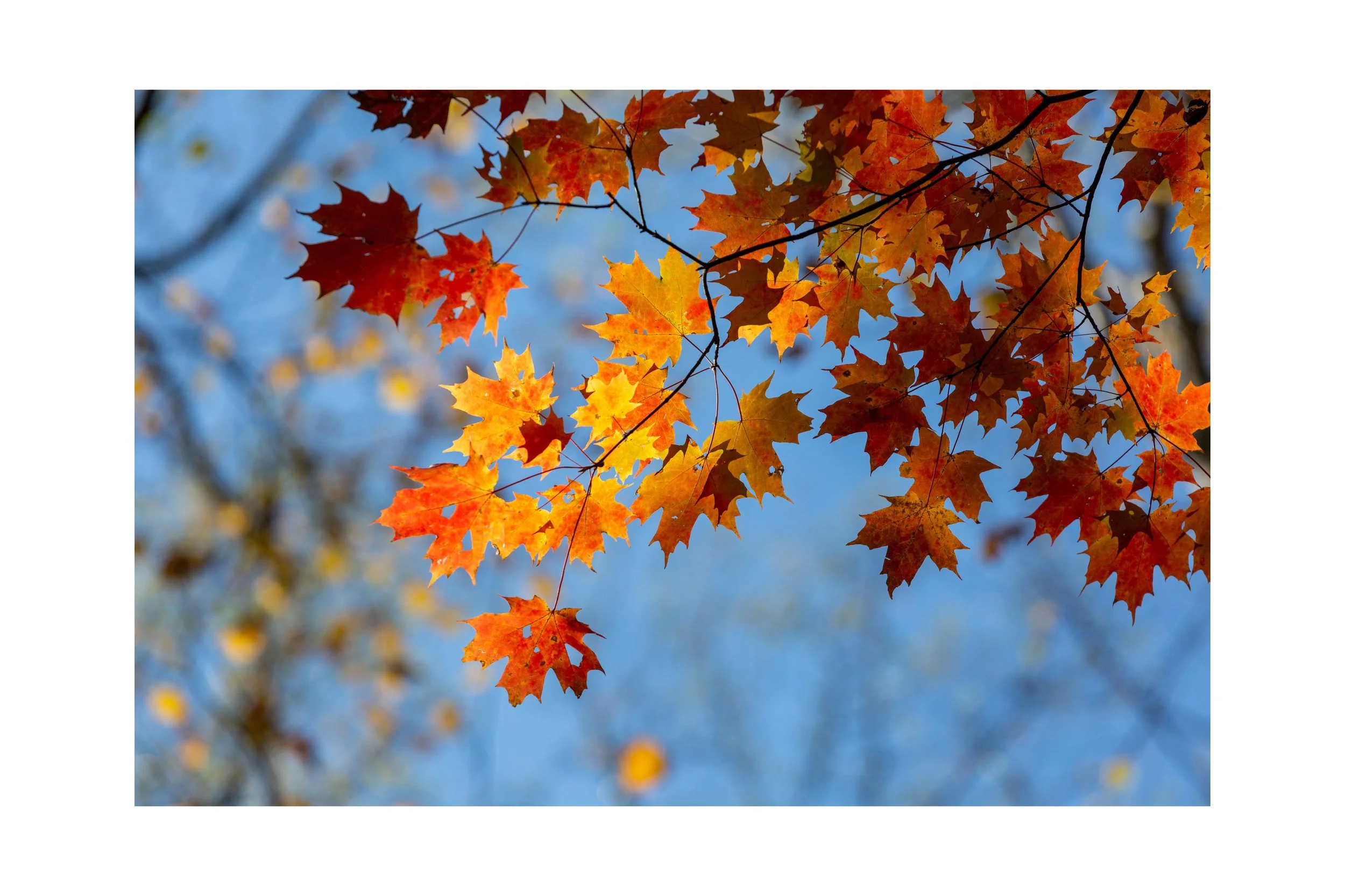 Fall Forest Bathing @ Eden Prairie TBD