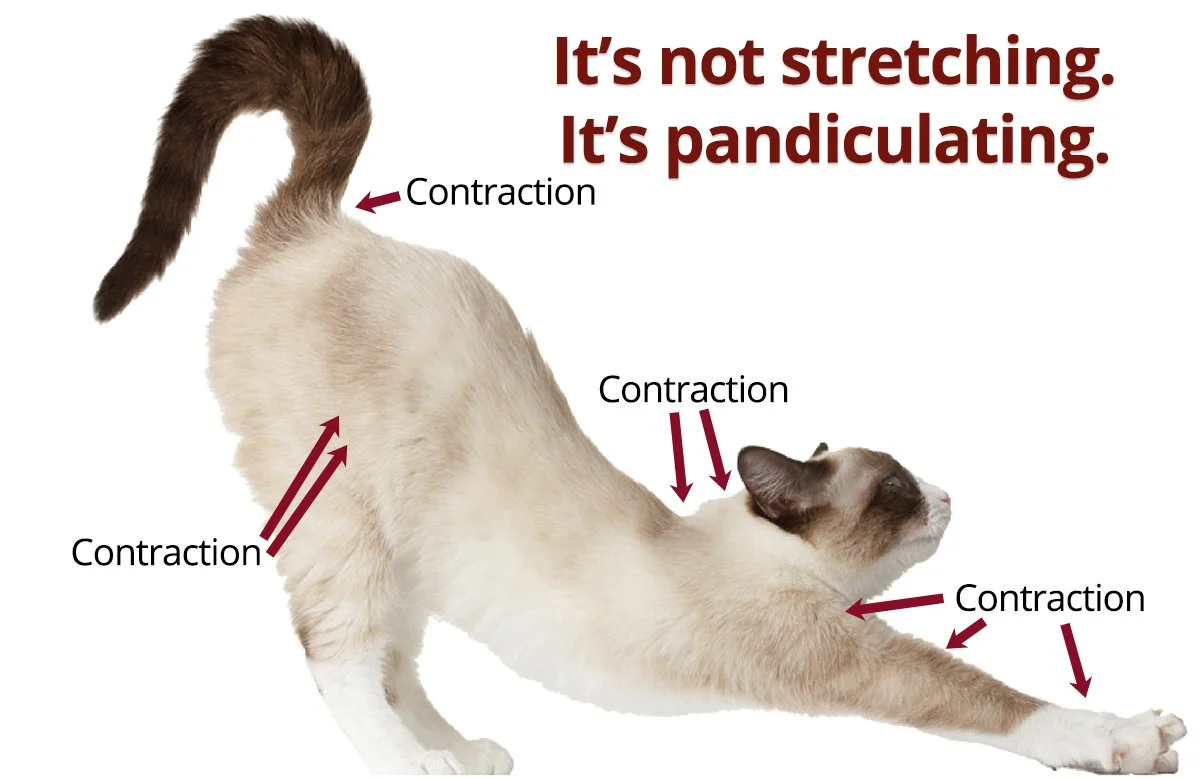 Pandiculation: A Key To Self Regulation and Youthful Living?!