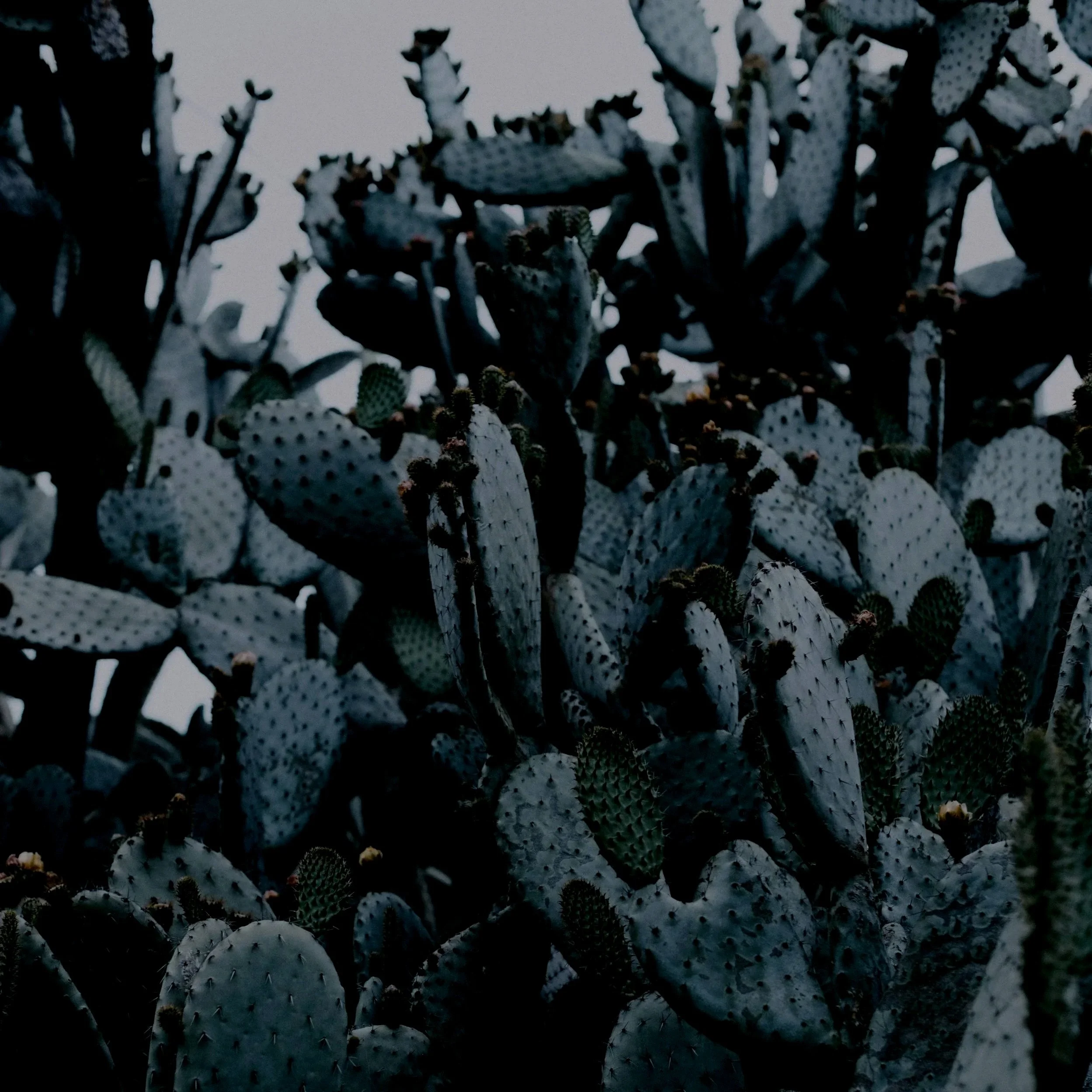 A dense cluster of prickly pear cacti in a nighttime setting, with dark shadows and limited light illuminating the cacti's green pads and spines.