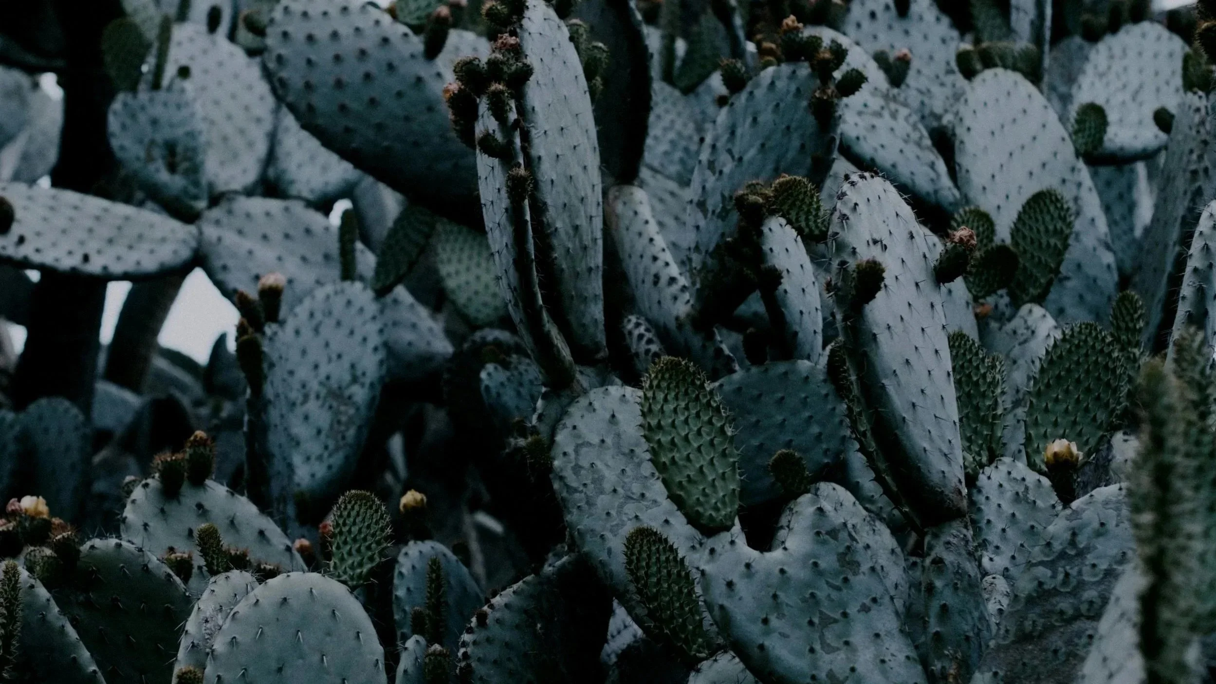 Close-up of a dense cluster of prickly pear cactus plants with green pads and small yellowish fruit.