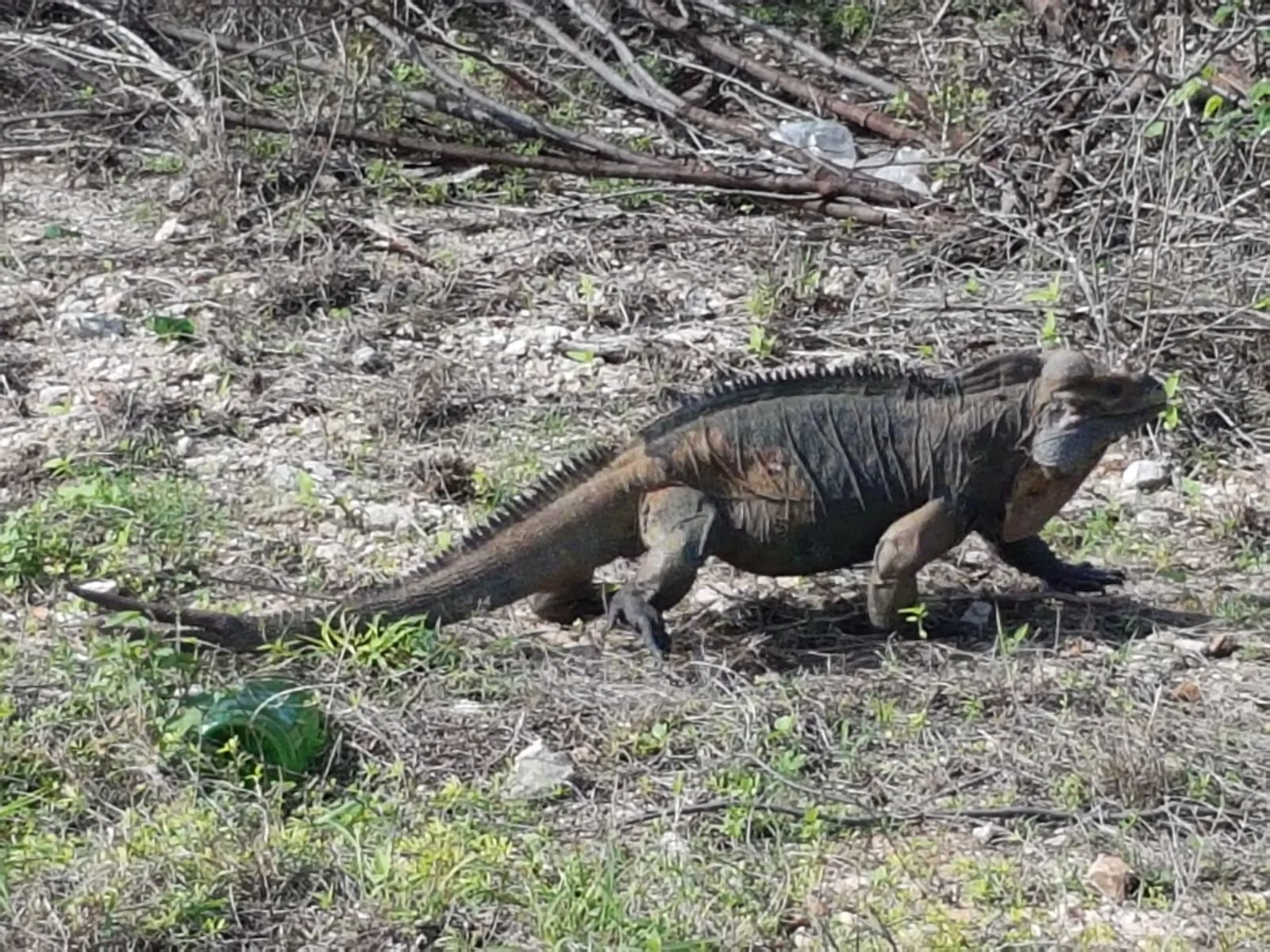 El camino esta lleno de iguanas que te acompañan en el largo recorrido.