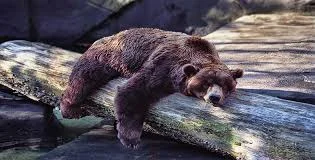 hibernation.jpg