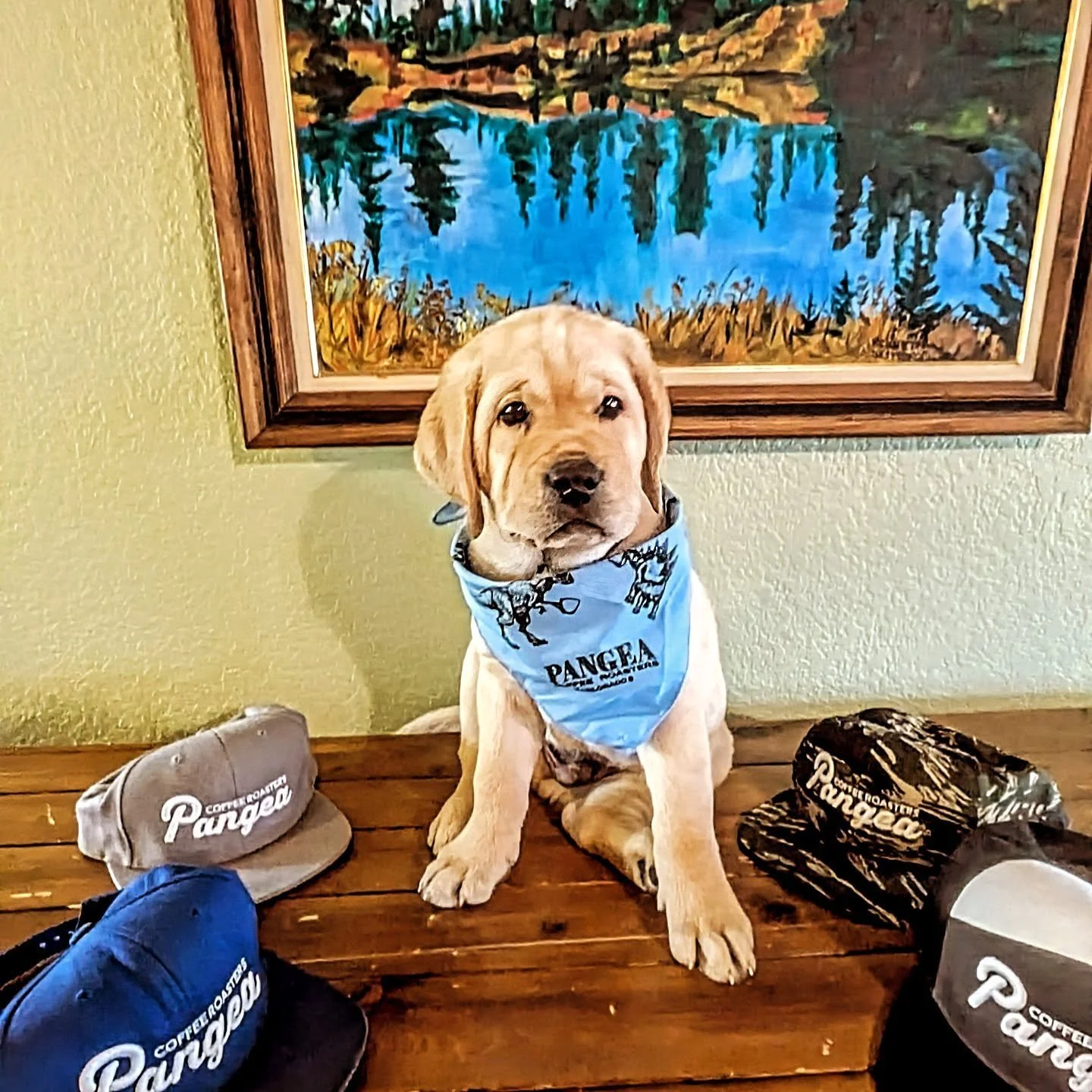 We've got a new hire at the roastery!  Welcome Moses to the team!  He'll be wearing many different hats in operations.  But seriously, he's here today to tell you our company was founded 12 years ago this month.  Look out for a sale around Halloween!