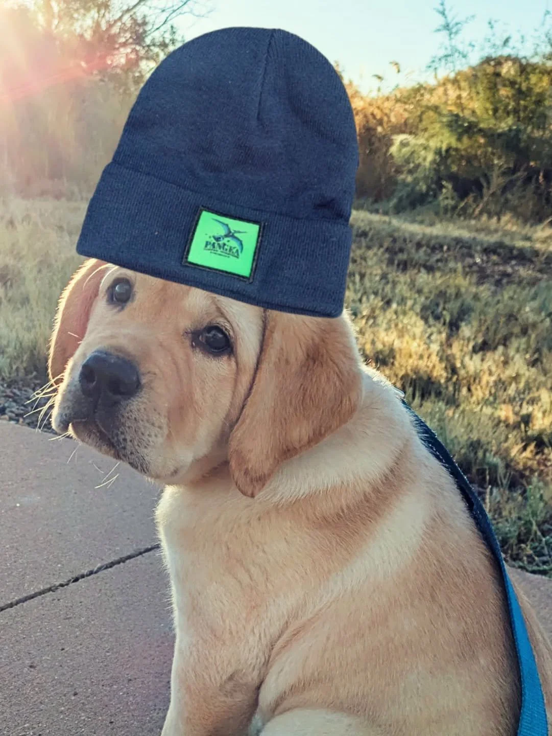 New beanies in stock! 
.
.
.
.
.
.
.
#COFFEE #coffeeindustry #beanie #labrador #coffeegear #instacoffee #coloradocoffee