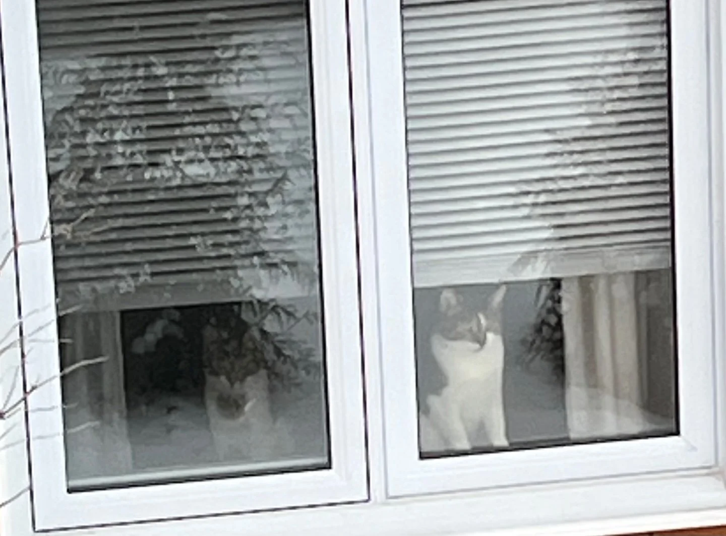 We have an equal opportunity Neighbourhood watch membership here on Cedar lane. Inspectors Myrna Loy and Clarke Gable (left). Granted, their  attentiveness may have been aided by the neighbours (thank you John and Sandy) bird feeder.