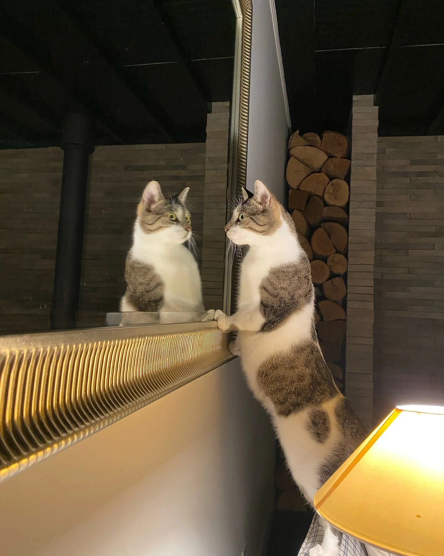 Myrna Myrna on the wall, who is the fairest of them all? This would be Myrna - Myrna Loy of course. #catsinmirrors