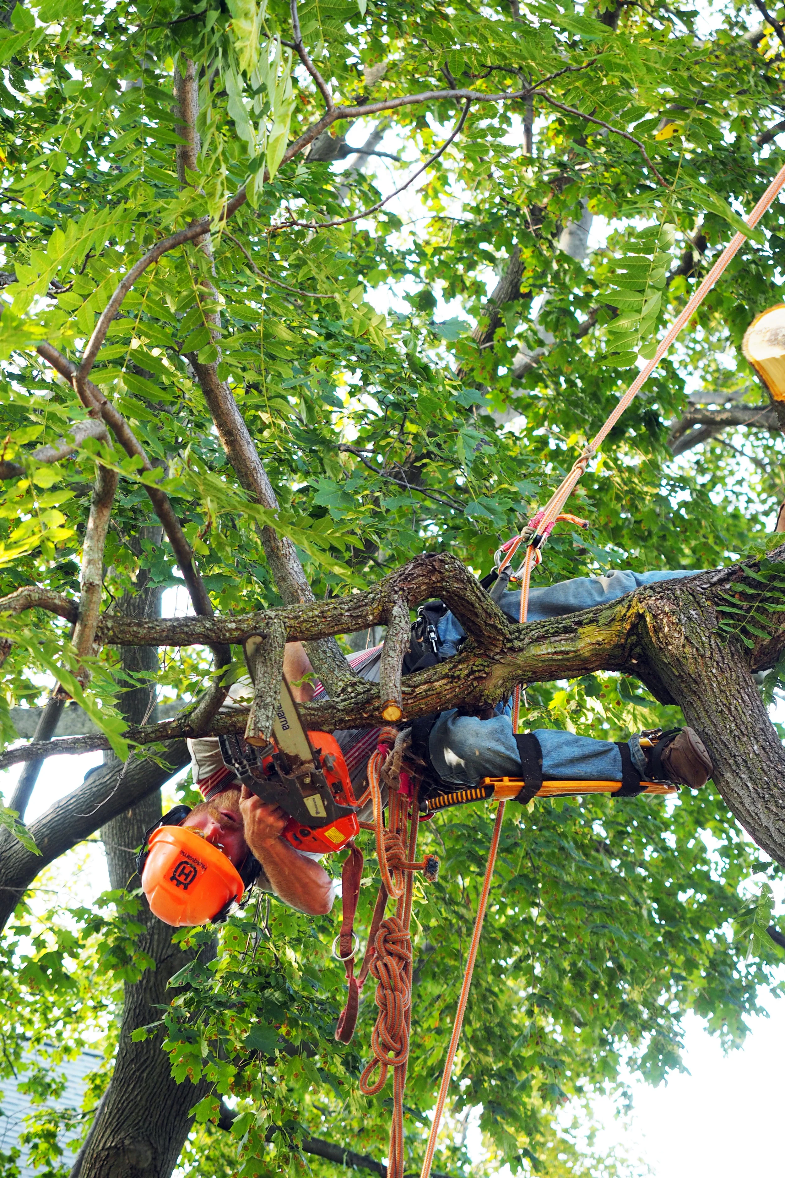 _._nice pruning1use this pruning.jpg