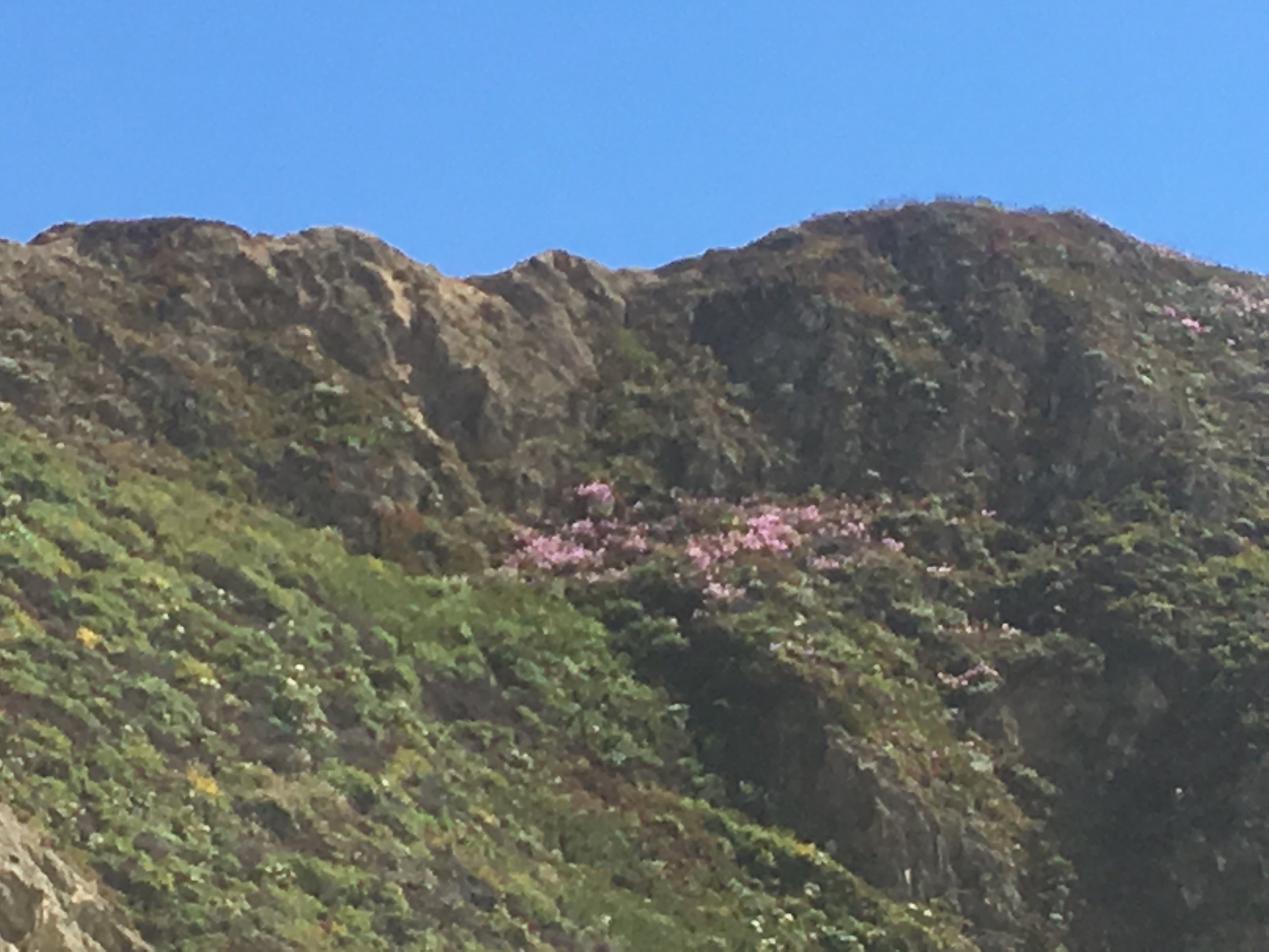 Purple mountain flowers
