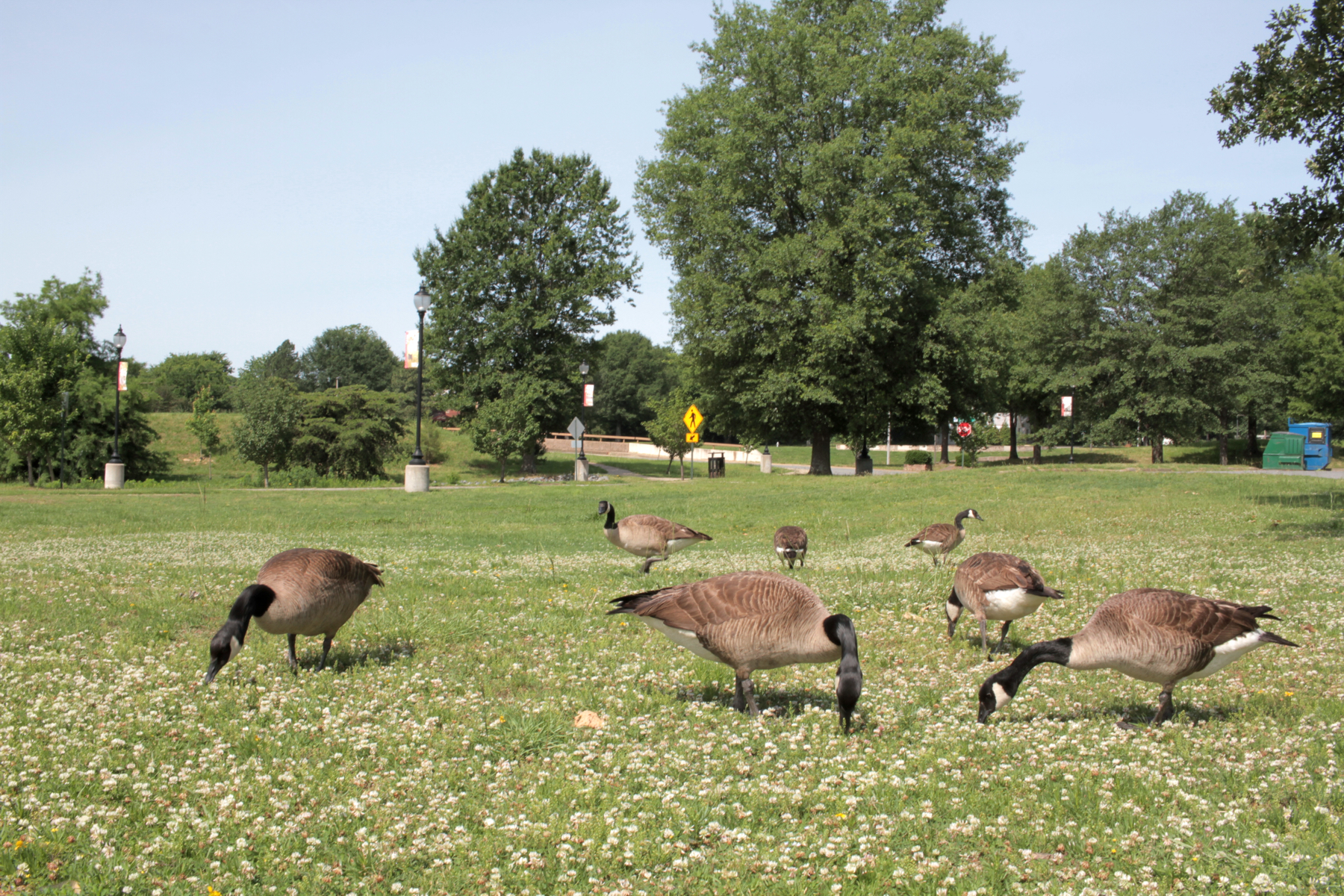 Geese, MacArthur Park