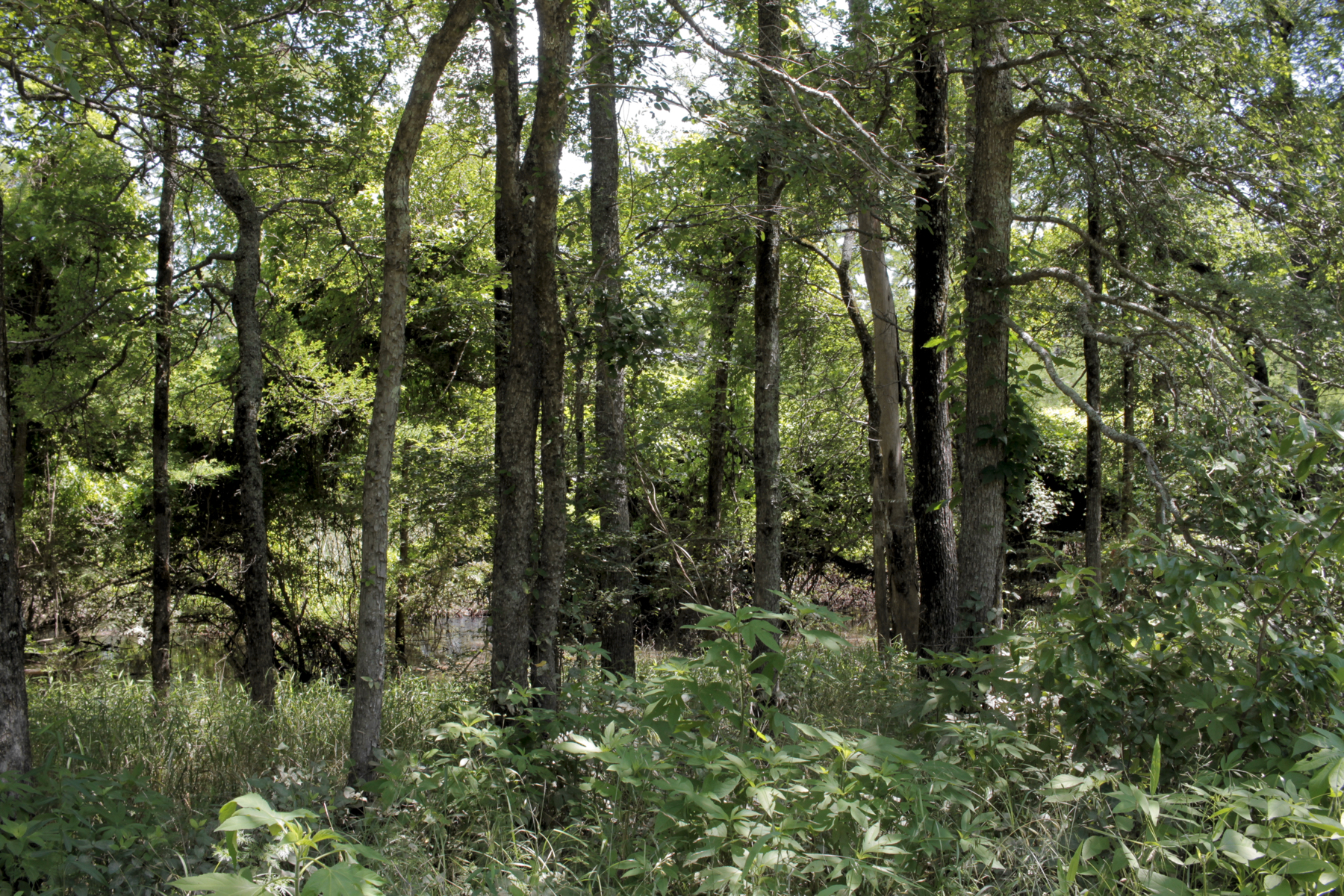 Gillam Park