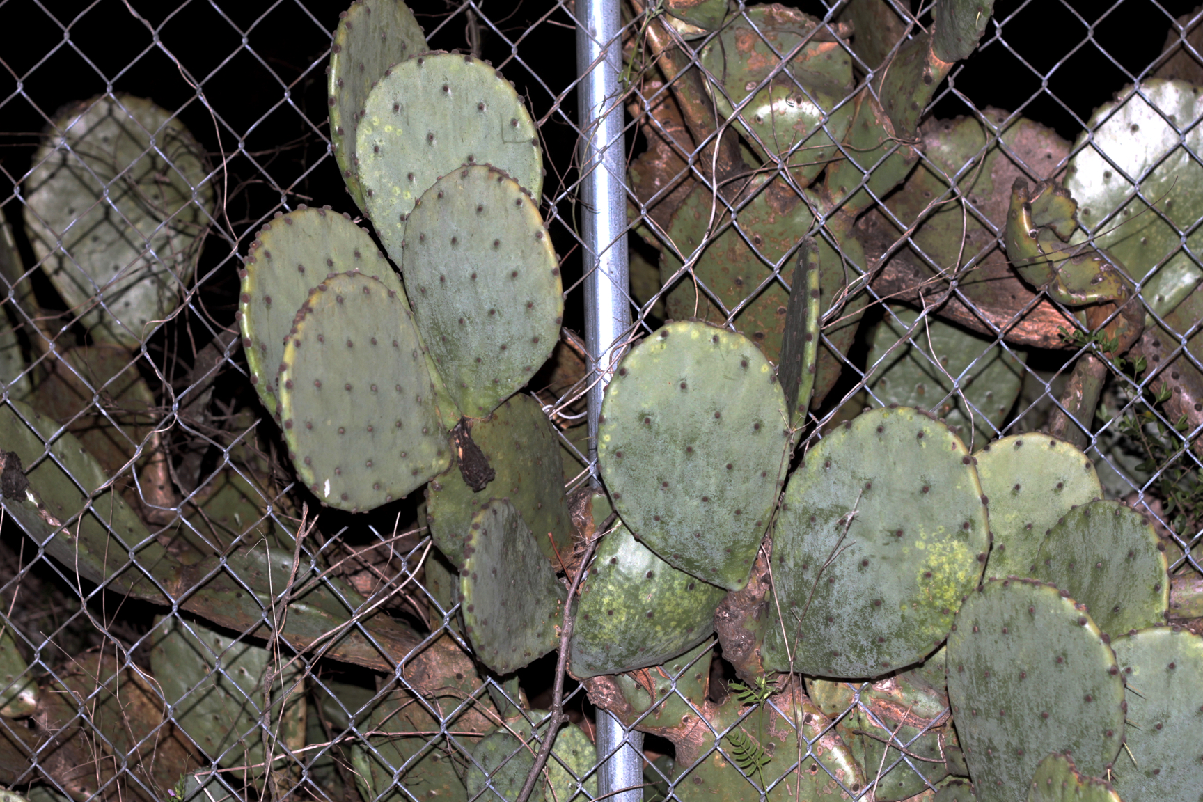 cactus10.jpg