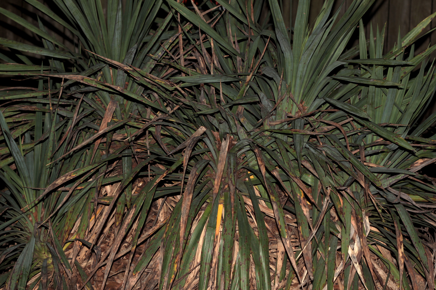 yucca1.jpg