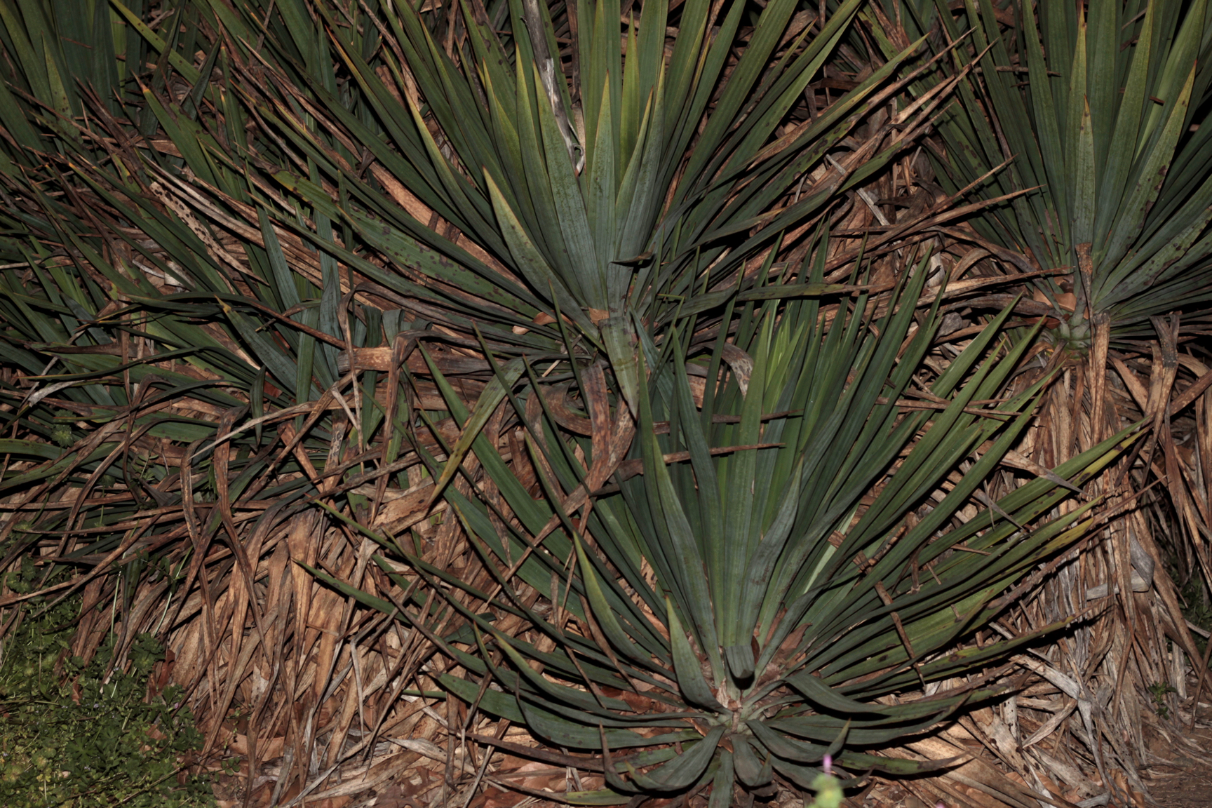 yucca10.jpg