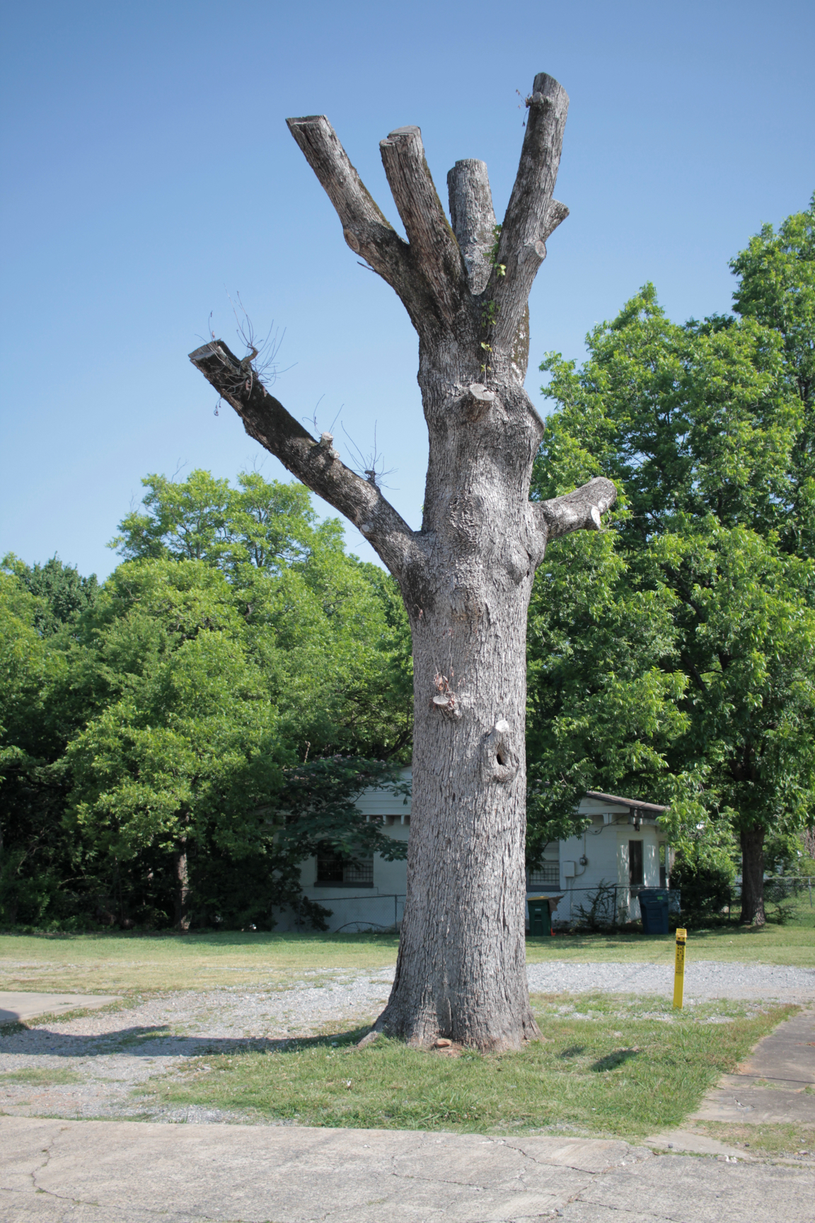  Topped tree, Wright Ave. and Thayer St. 