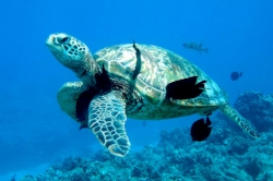  Snorkeling with Hawaiian Green Sea Turtle 