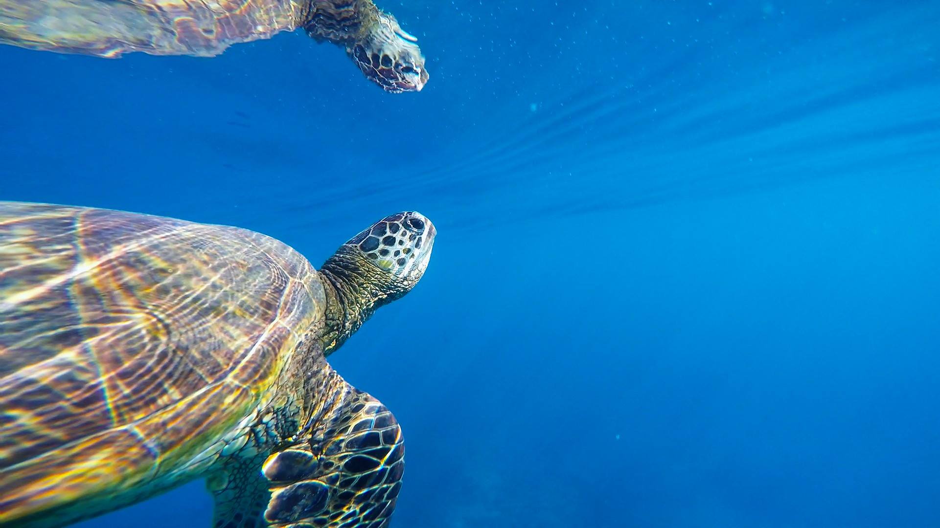  Hawaiian Sea Turtle 