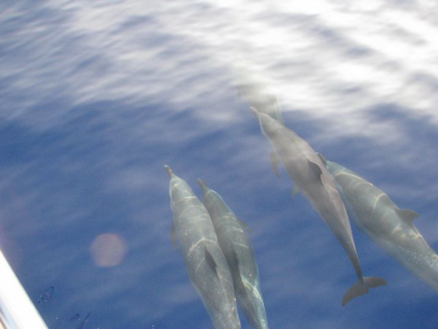  Spinner dolphins swimming along boat 