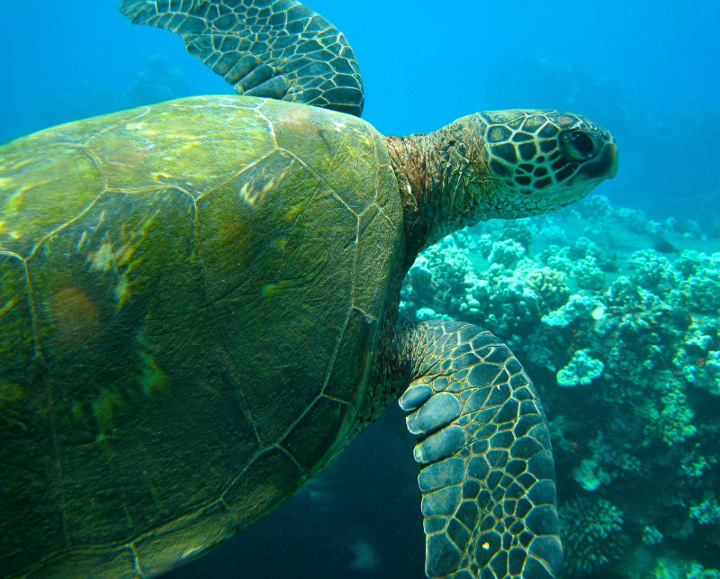 Hawaiian Sea Turtle 1.jpg