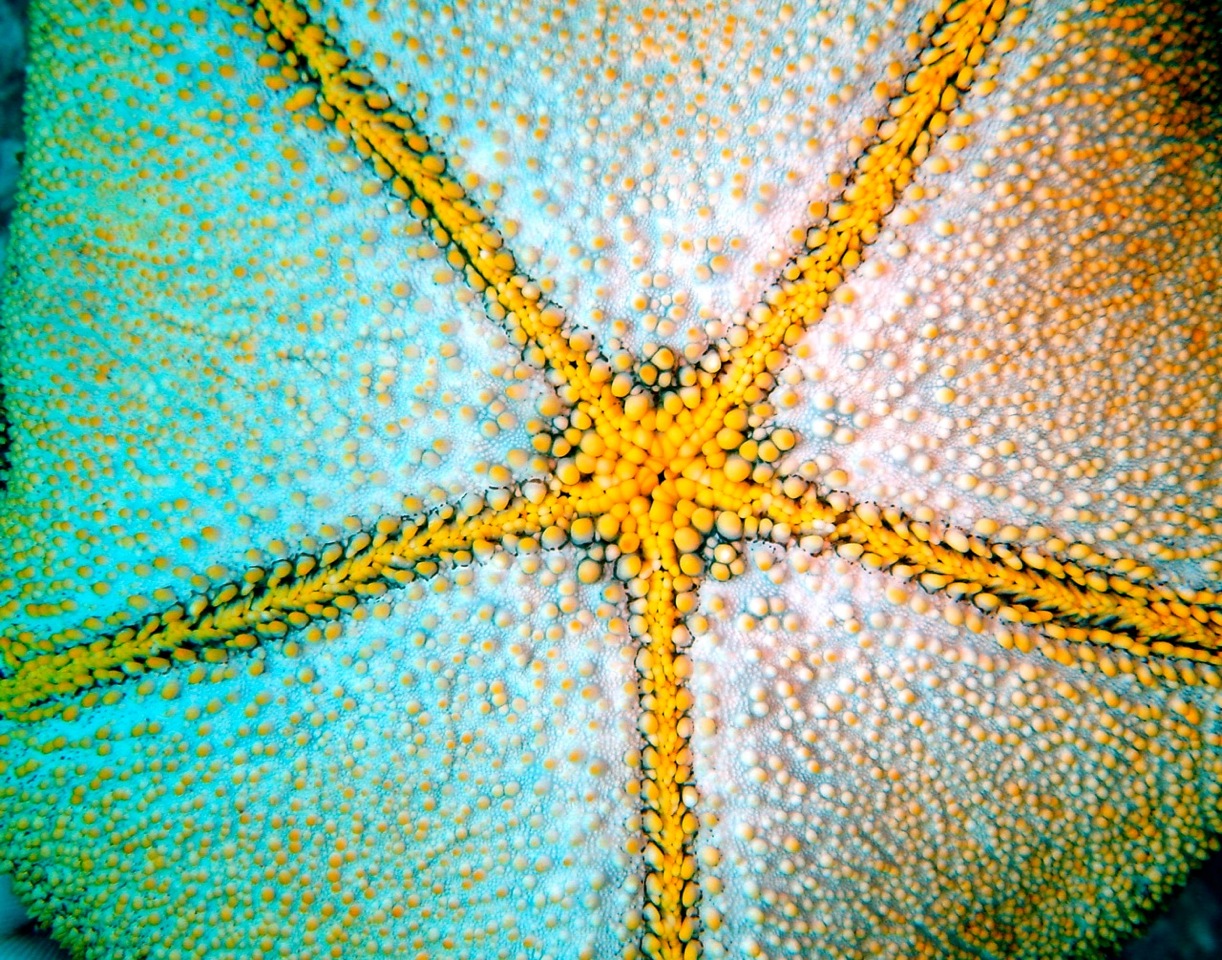  Underwater shot of urchin 