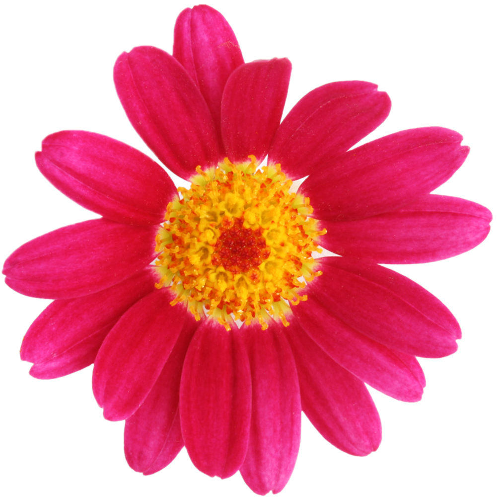FlowerPink.png