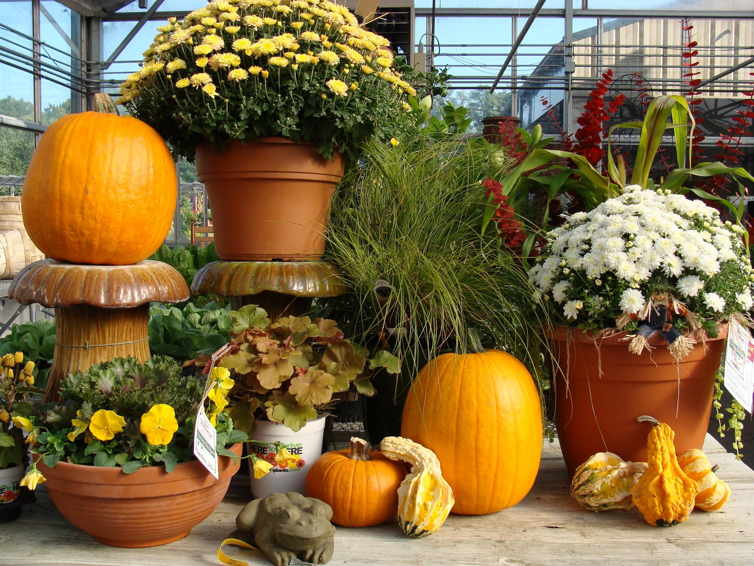 fallghdisplantspumpkins14s.jpg