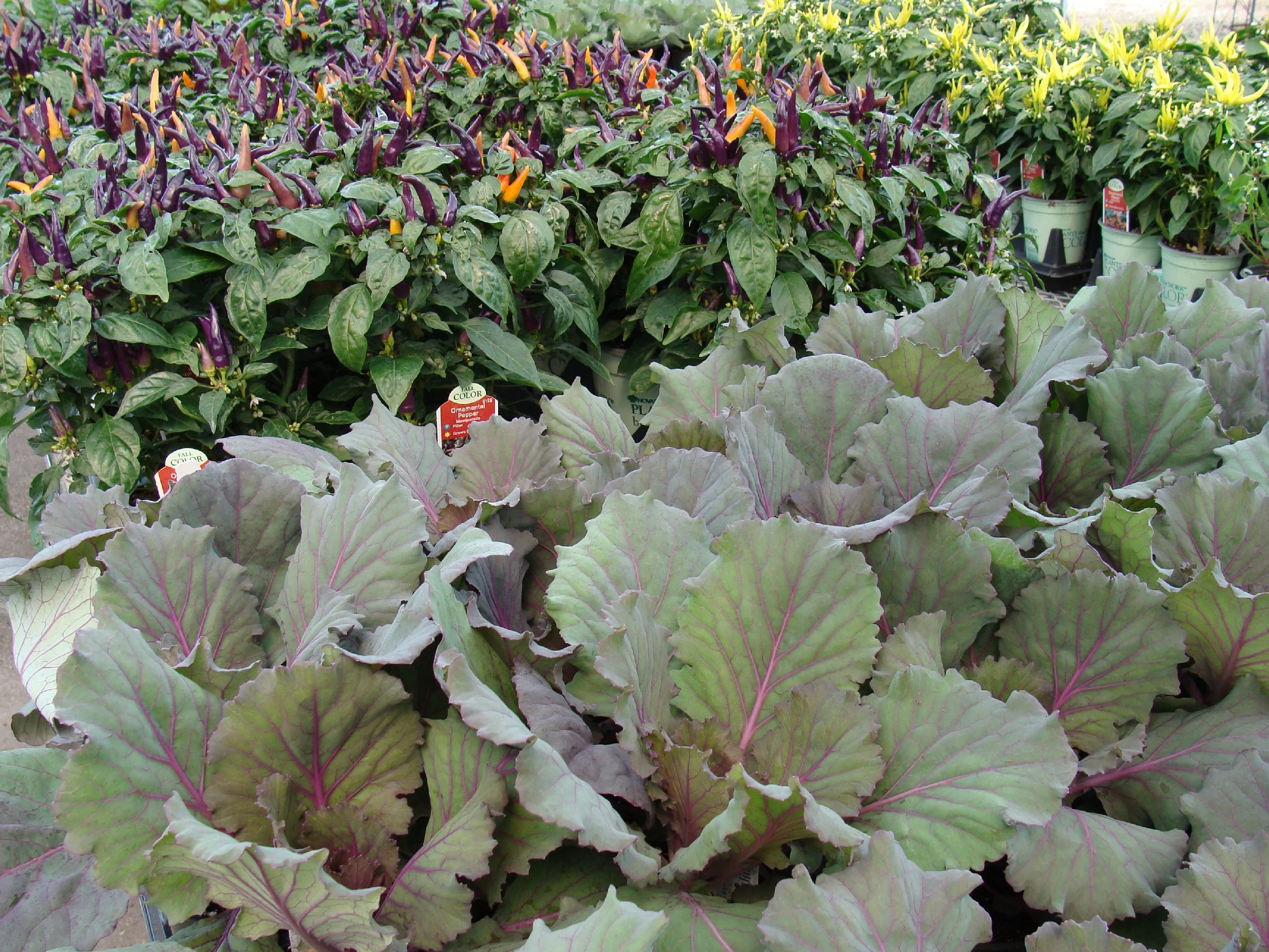 fallorncabbage-peppers8-13s.jpg