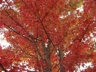 FallTreeUnderSW.jpg