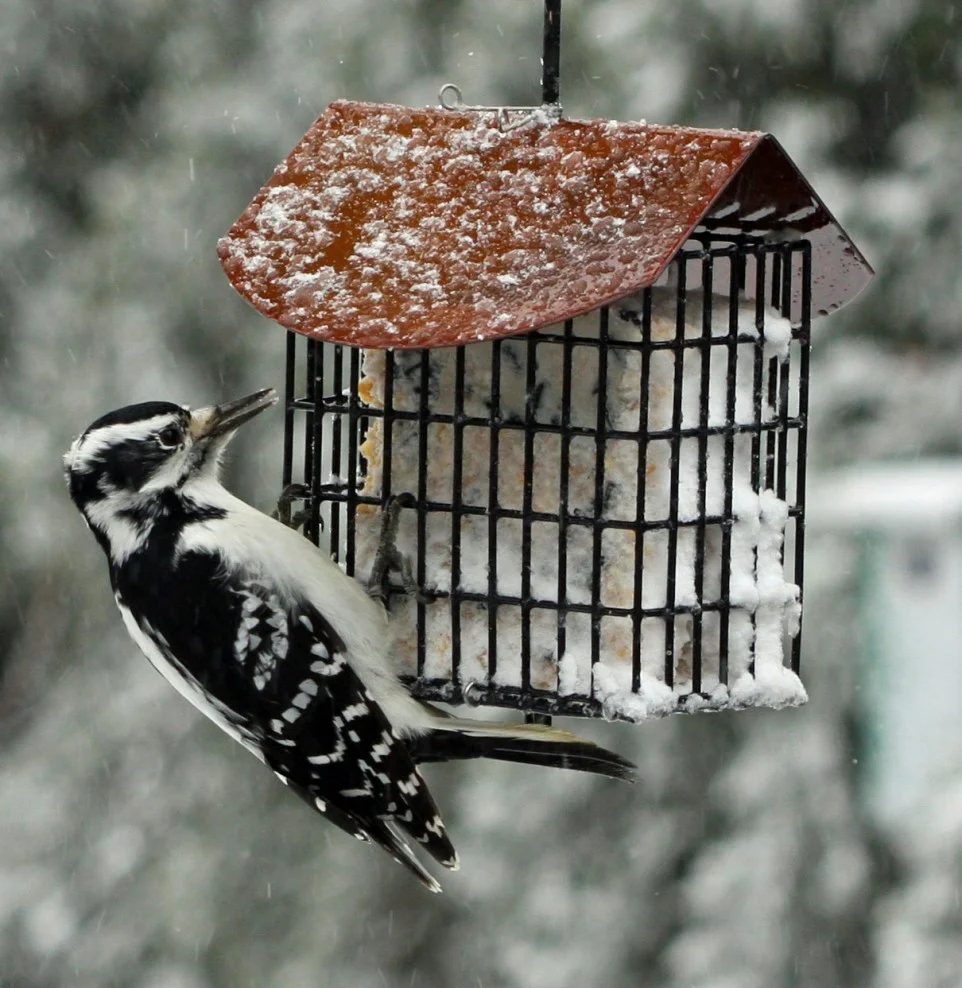 Bird-Woodpecker-SuetFeederB.jpg