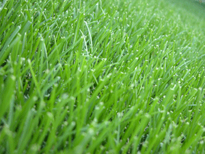 Letter to Lawn Sevice Customers