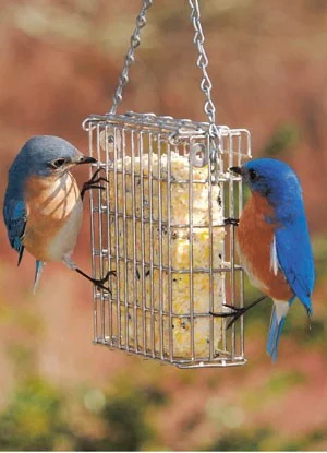 Birds-Bluebirds-SuetFeederW.jpg