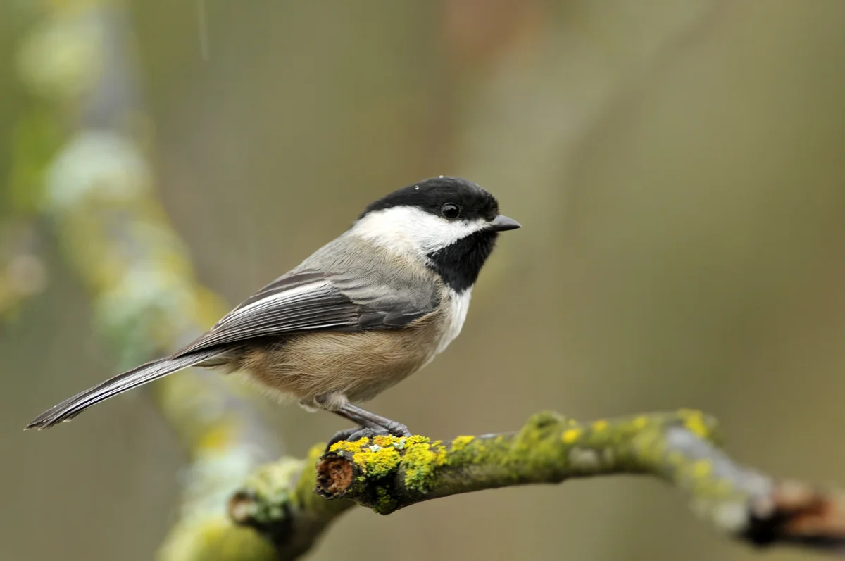 Bird_Chickadee_blackcapped_w.jpg