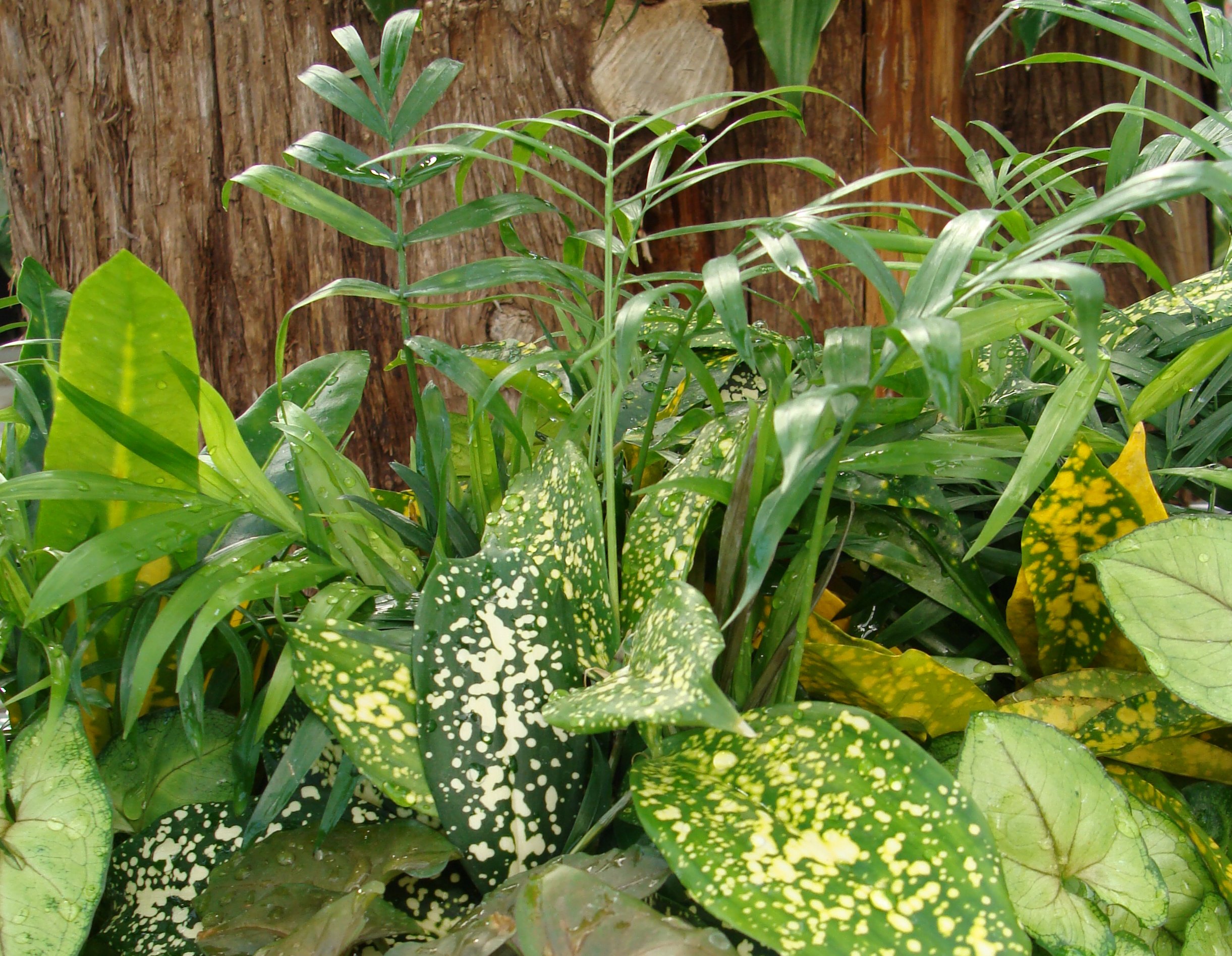 Houseplant of the Week - 2/20/18