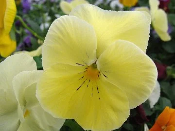 PansyLtYellow3-13sw.jpg