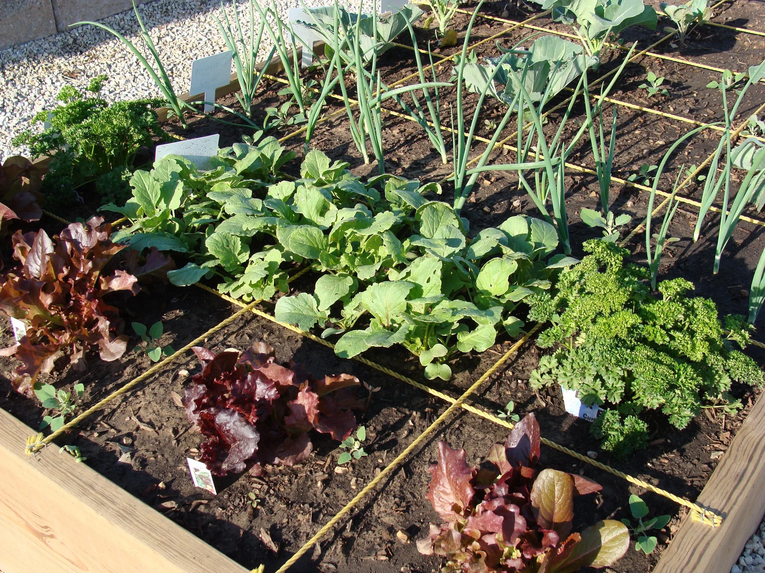 SqFtGarden10.jpg