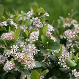 aronia_bloom_chokeberry_PW.jpg
