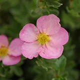 Potentilla_happy_face_hearts_PW.jpg