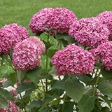 Hydrangea_invincibelle_annabelle_PW.jpg