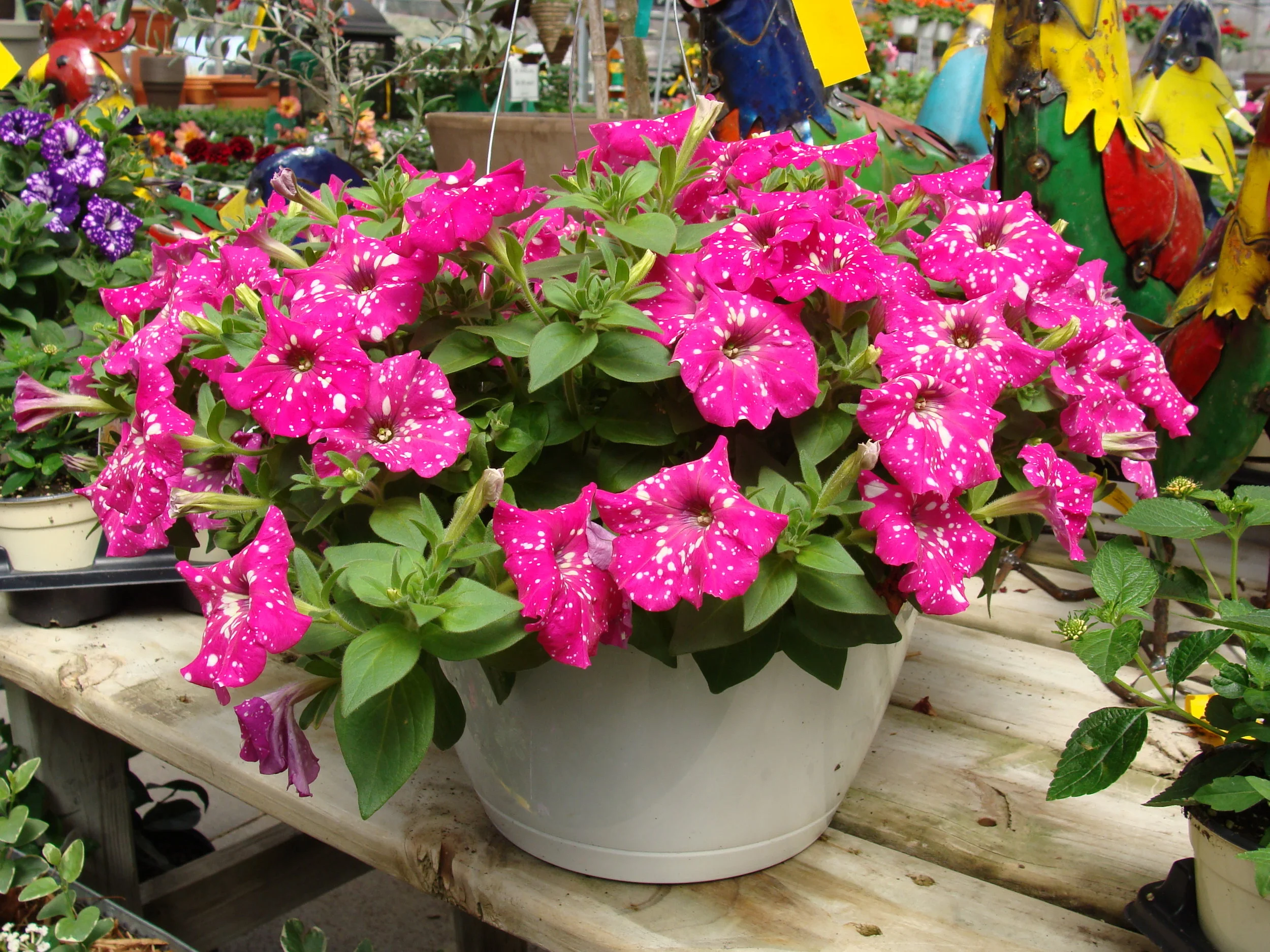 Mother's Day Gift Guide