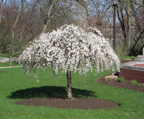 Cherry_Tree_Snow_Fountains_w.jpg