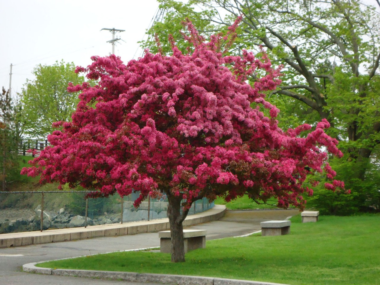 Crabaple_Prairifire_Tree_w.jpg