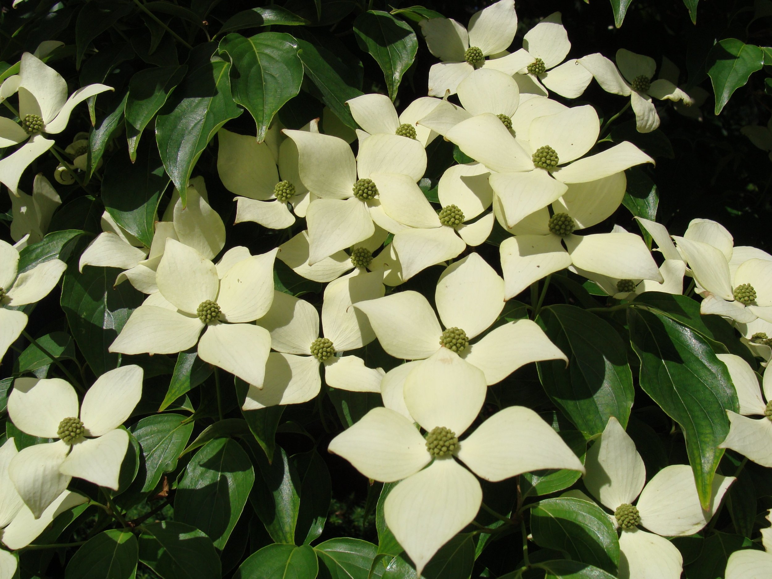 DogwoodBlooms.jpg