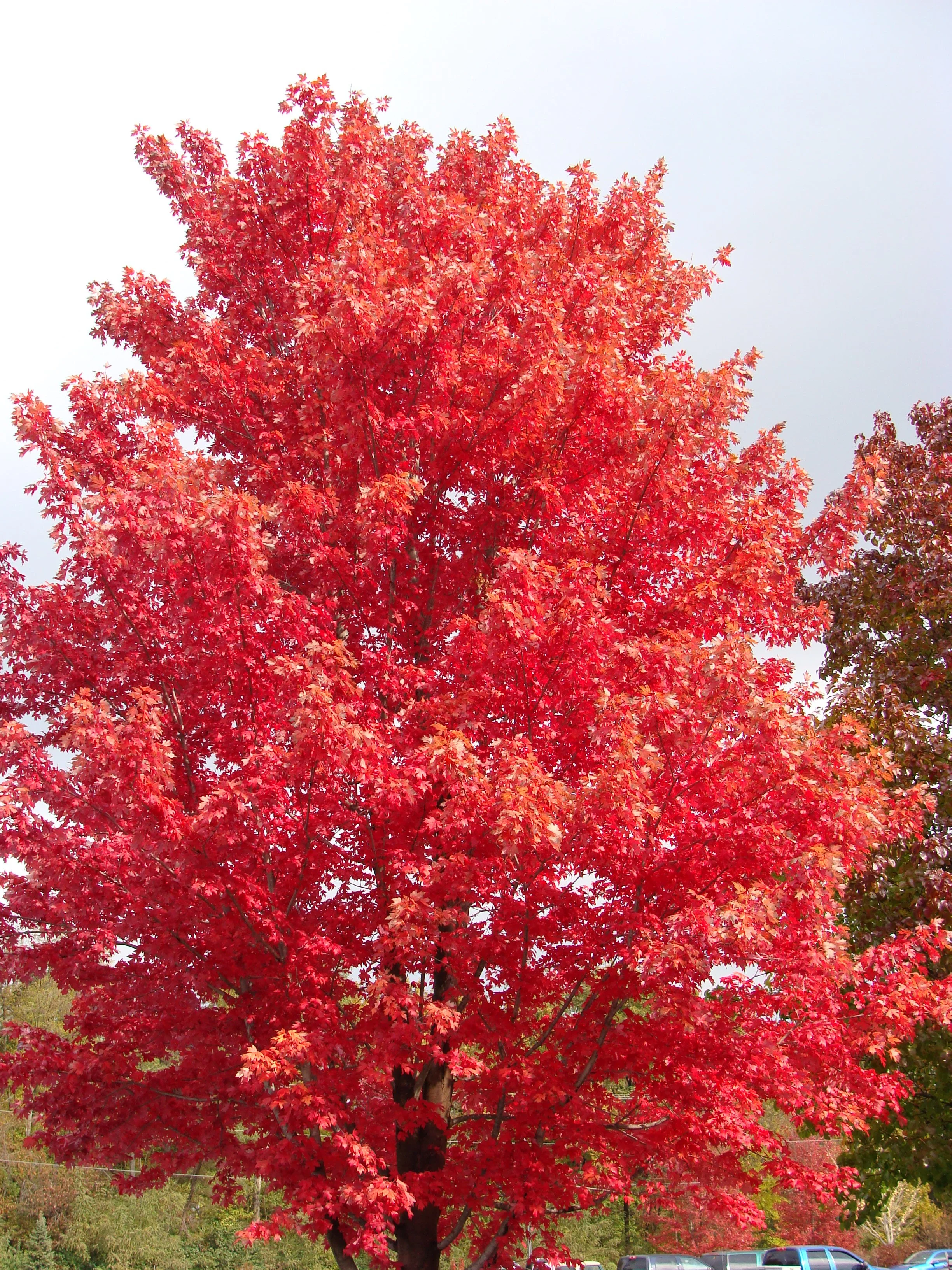 Garden Solutions - October 2018