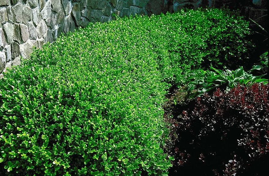 "Chap Stick" For Broadleaf Evergreens