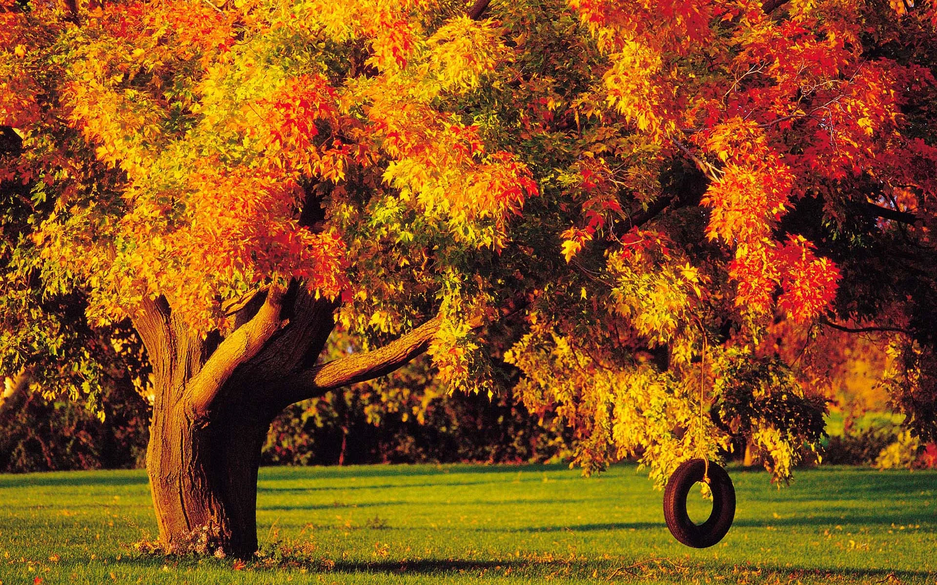 Garden Solutions - November 2018